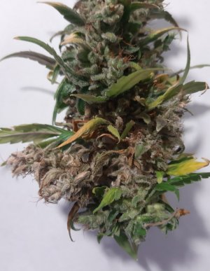 20230827_224427.jpg 20230827_224427.jpg