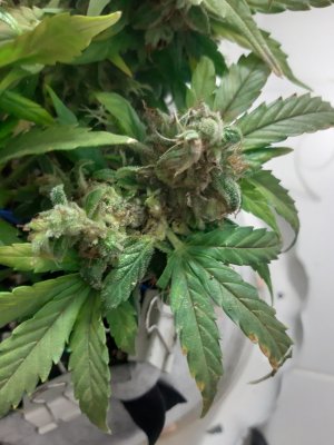 20230827_224556.jpg 20230827_224556.jpg