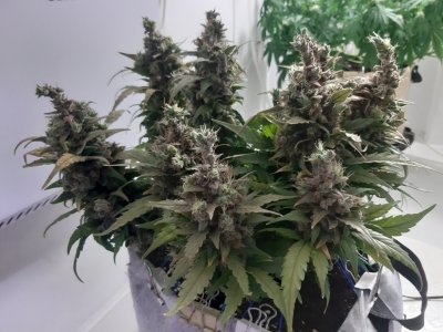 20230827_224258.jpg 20230827_224258.jpg