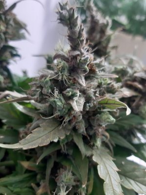 20230827_224228.jpg 20230827_224228.jpg