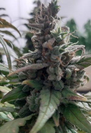 20230827_224134.jpg 20230827_224134.jpg