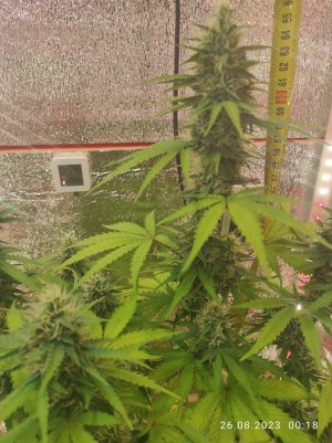 IMG_20230826_001802.jpg IMG_20230826_001802.jpg