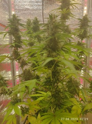 IMG_20230827_022956.jpg IMG_20230827_022956.jpg