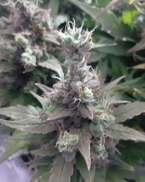 20230828_224136.jpg 20230828_224136.jpg