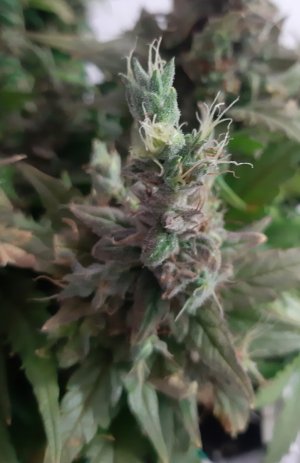 20230828_224112.jpg 20230828_224112.jpg