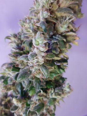 20230828_225114.jpg 20230828_225114.jpg