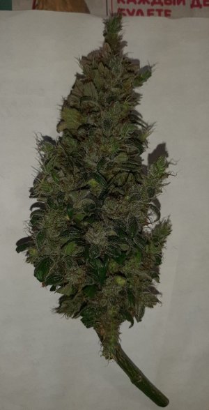 20230829_054505.jpg 20230829_054505.jpg