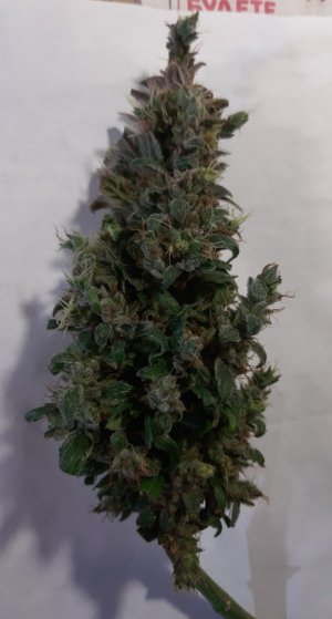 20230829_054449.jpg 20230829_054449.jpg