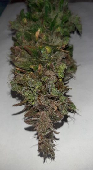 20230829_054520.jpg 20230829_054520.jpg