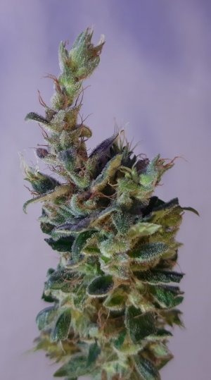 20230812_195555.jpg 20230812_195555.jpg