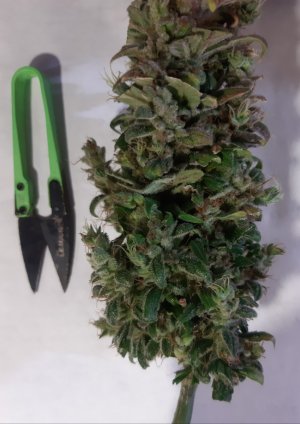 20230828_225159.jpg 20230828_225159.jpg