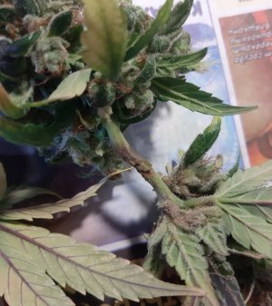 20230828_225035.jpg 20230828_225035.jpg