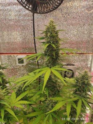 IMG_20230828_000712.jpg IMG_20230828_000712.jpg