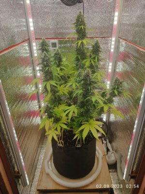 IMG_20230902_025420.jpg IMG_20230902_025420.jpg