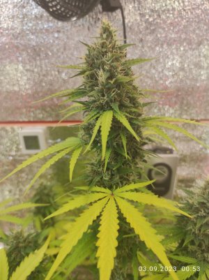 IMG_20230903_005319.jpg IMG_20230903_005319.jpg