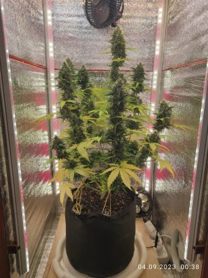 IMG_20230904_003820.jpg IMG_20230904_003820.jpg