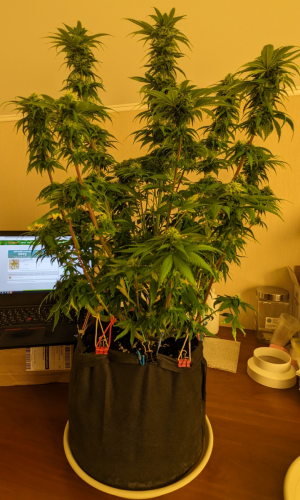 1693828474439.png 1693828474439.png