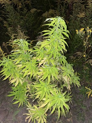 A1A9C954-E257-48F5-99A9-ADF76D619190.jpeg A1A9C954-E257-48F5-99A9-ADF76D619190.jpeg