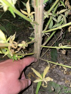 23866B92-B805-4E66-BA50-5637AF9DB477.jpeg 23866B92-B805-4E66-BA50-5637AF9DB477.jpeg