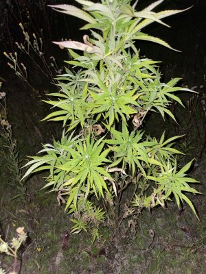 15B21303-78FB-48B0-820C-36A1BDF9A5A0.jpeg 15B21303-78FB-48B0-820C-36A1BDF9A5A0.jpeg