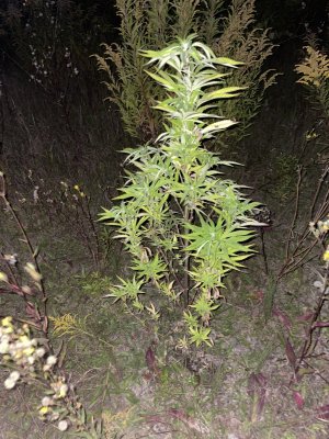 DFB3DFB4-F356-4075-B3DE-C564A309FB8A.jpeg DFB3DFB4-F356-4075-B3DE-C564A309FB8A.jpeg