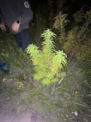 19F545C1-17AD-41B9-9C78-150768FDA5E4.jpeg 19F545C1-17AD-41B9-9C78-150768FDA5E4.jpeg