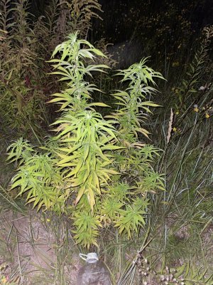 44FBA64F-7C37-4F8D-B938-E80D51D38377.jpeg 44FBA64F-7C37-4F8D-B938-E80D51D38377.jpeg