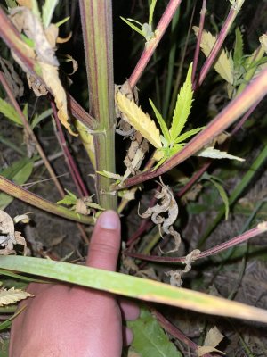 EBA3F798-AFED-40FC-BCBE-601E5DC5CD63.jpeg EBA3F798-AFED-40FC-BCBE-601E5DC5CD63.jpeg