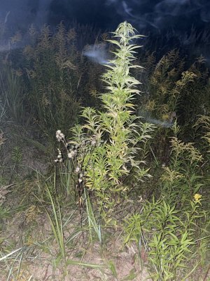 5577F276-6261-4003-BBEC-B3B7B0F659D5.jpeg 5577F276-6261-4003-BBEC-B3B7B0F659D5.jpeg