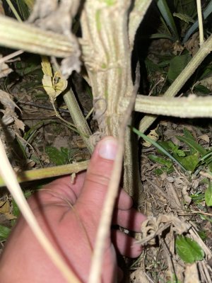 642BD077-CB19-4003-BC35-3EB573C1D92A.jpeg 642BD077-CB19-4003-BC35-3EB573C1D92A.jpeg