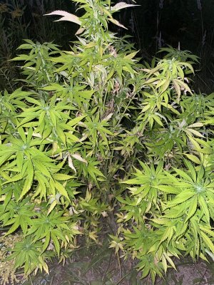 7A582F98-09FD-4445-BAAD-D4FB6F6C5830.jpeg 7A582F98-09FD-4445-BAAD-D4FB6F6C5830.jpeg