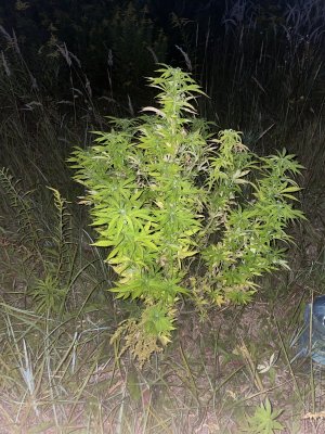 AC706E41-E8FE-43B3-8D1B-BC86E80B3BF7.jpeg AC706E41-E8FE-43B3-8D1B-BC86E80B3BF7.jpeg