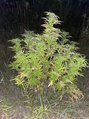 60607A7D-8DFF-4D0D-B14D-EE401BD1225D.jpeg 60607A7D-8DFF-4D0D-B14D-EE401BD1225D.jpeg