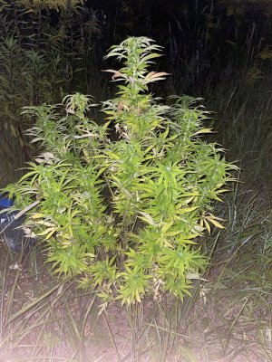 CD8B886C-A141-4FC3-B94C-98A360B2BB92.jpeg CD8B886C-A141-4FC3-B94C-98A360B2BB92.jpeg