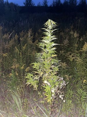 0622D832-D9BF-4732-A605-B9B776DDED1A.jpeg 0622D832-D9BF-4732-A605-B9B776DDED1A.jpeg