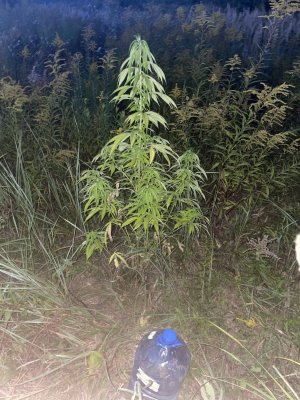 AD516811-8060-4118-BFF5-417B4B2D3DB2.jpeg AD516811-8060-4118-BFF5-417B4B2D3DB2.jpeg