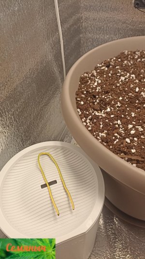 Picsart_23-08-29_07-50-14-973.jpg Picsart_23-08-29_07-50-14-973.jpg