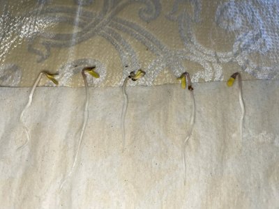 FE1C1F07-F2FB-4CB5-B72A-21333FFE47DC.jpeg FE1C1F07-F2FB-4CB5-B72A-21333FFE47DC.jpeg