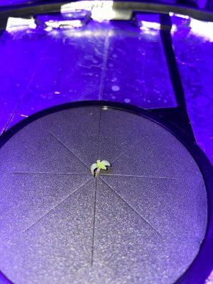 3B7E0D75-E05A-49A0-8720-CA9299D7AF1D.jpeg 3B7E0D75-E05A-49A0-8720-CA9299D7AF1D.jpeg