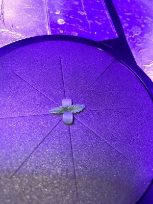 2BC936DF-6645-4C4F-851E-94DA65ECD99B.jpeg 2BC936DF-6645-4C4F-851E-94DA65ECD99B.jpeg