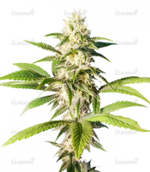 1694097409440.png 1694097409440.png