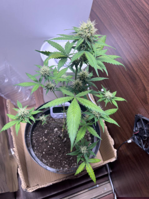 1694197247978.png 1694197247978.png