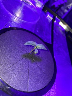 IMG_1619.JPG IMG_1619.JPG