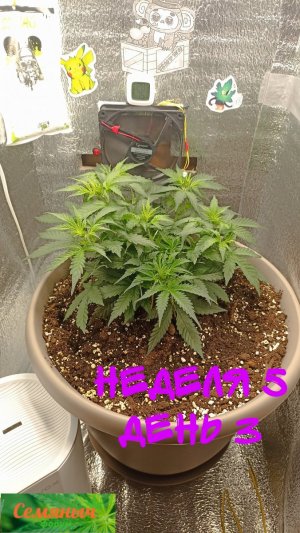 Picsart_23-09-06_07-04-57-809.jpg Picsart_23-09-06_07-04-57-809.jpg