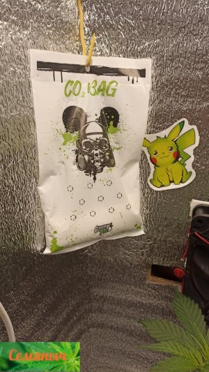 Picsart_23-09-06_07-06-19-455.jpg Picsart_23-09-06_07-06-19-455.jpg