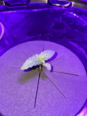 IMG_1622.JPG IMG_1622.JPG