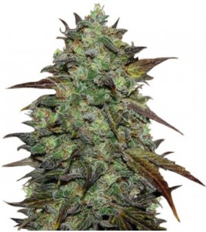 eleven roses.jpg eleven roses.jpg