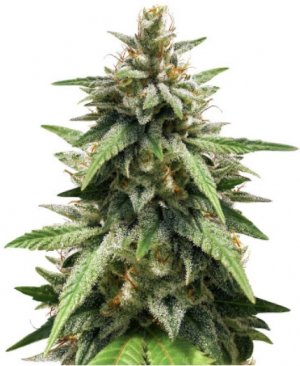 gorilla glue#4.jpg gorilla glue#4.jpg