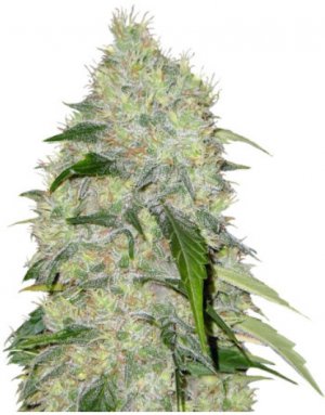 bubble gum.jpg bubble gum.jpg