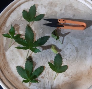 20230913_200517.jpg 20230913_200517.jpg